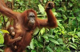 Borneo Orangutan tours from Bali with a flight to Pangkalan Bun airport 4D Borneo Orangutan tours from Bali with a flight to Pangkalan Bun airport 4D Borneo Orangutan tour from Bali with flight to Pangkalan Bun airport, includes Borneo rainforest trekking, river cruise and houseboat tours for 4 days 3 nights Ijen to Bromo Tour