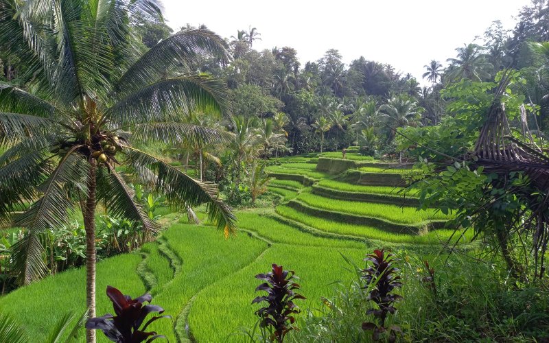 Optional trip for Amazing Java Bali holiday tour package - Ijen to Bromo tour Optional trip for Amazing Java Bali holiday tour package - After Ijen to Bromo tour Ijen to Bromo Tour
