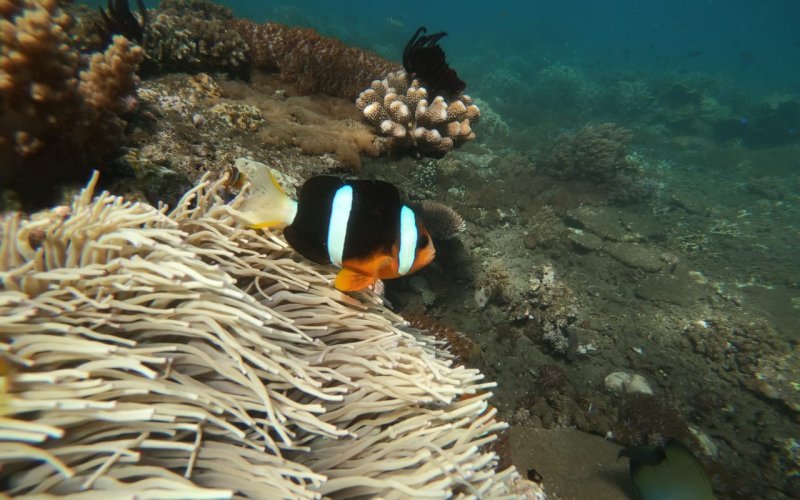 Optional trip package for Menjangan Island Snorkelling tours Bromo Ijen tour with optional program of Menjangan Island Snorkeling tours Ijen to Bromo Tour