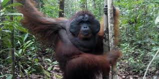 Shared boat trip and orangutan Borneo tour 3D2N Shared boat trip and orangutan Borneo tour in Tanjung Puting National Park 3D2N Shared boat travel and orangutan Borneo tour in Tanjung Puting National Park for 3D2N holiday trip package I All Includes in Tour Price Ijen to Bromo Tour